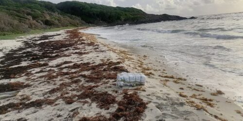 The citizen for the world