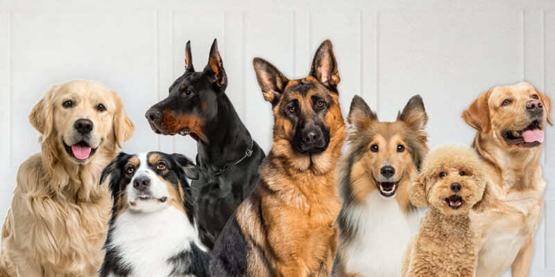 The citizen for the world