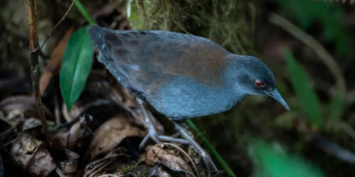 The citizen for the world