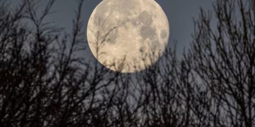 The citizen for the world